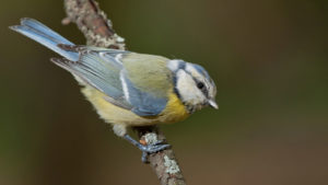 Blue Tit