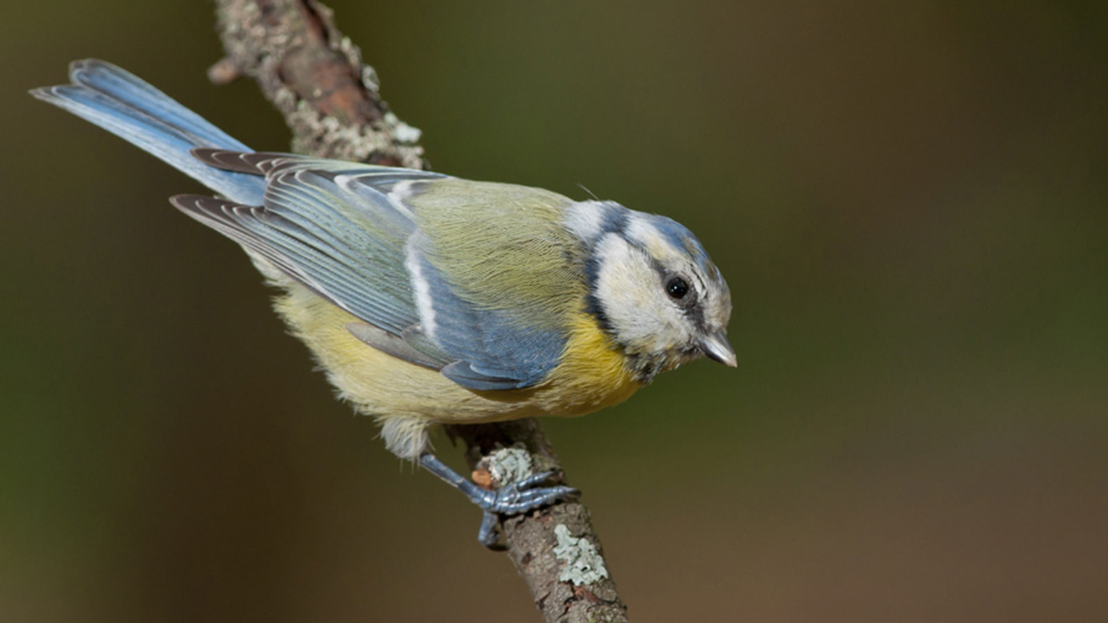 Blue Tit