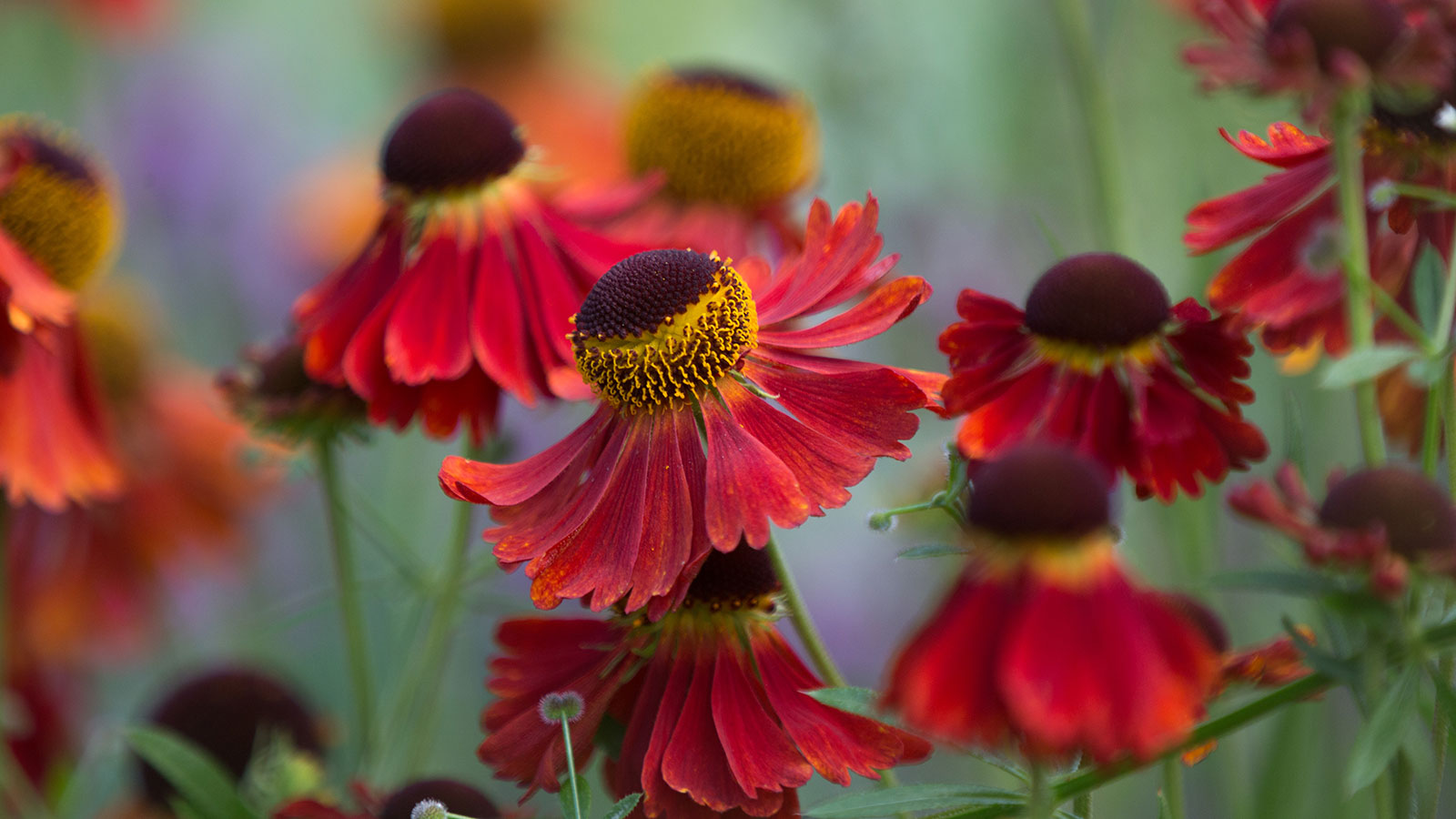 Echinacea